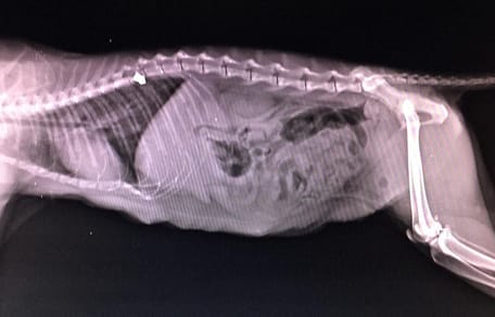 Radiographie du ventre d'un chat
