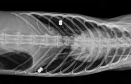 Röntgenbild der geretteten Katze