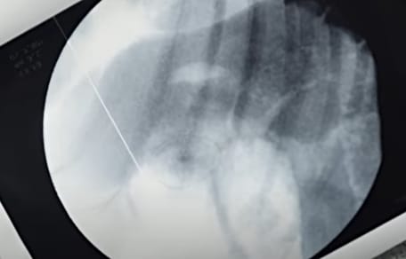 Röntgenbild des Hundes