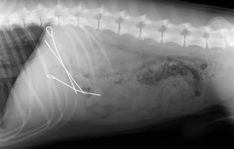 Radiographie d'un chien avec des piques à paupiettes
