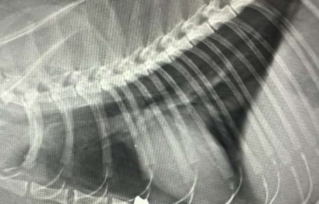 Zdjęcie rentgenowskie serca kota