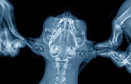 Radiografía de la cabeza de un gato