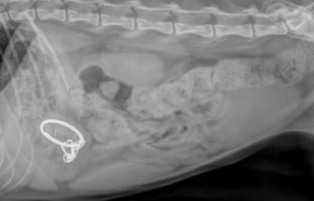 Radiographie du chat Haru