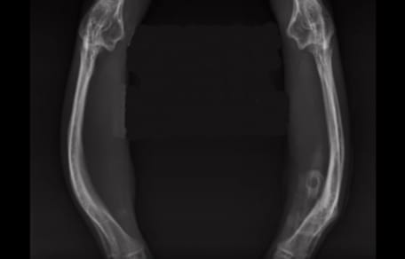 Röntgenbild von Katzenbeinen