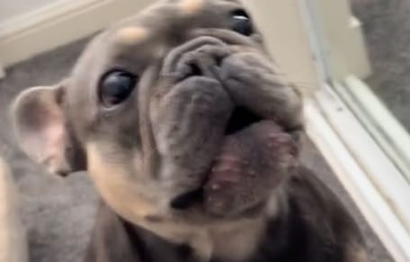 De hond Rolo