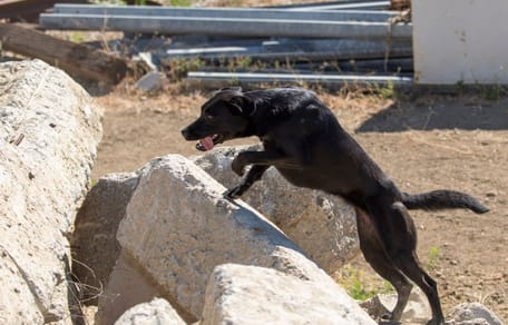 Roma la cagnolina