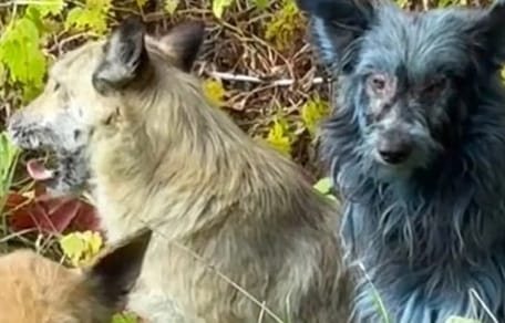 Rondom Chernobyl zijn blauwe honden gespot