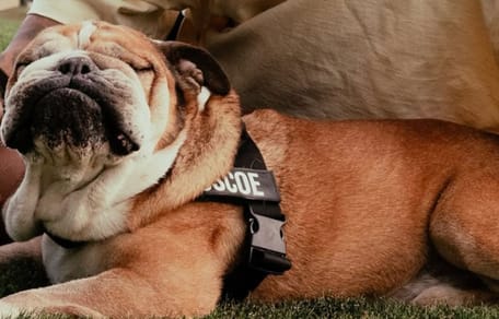 Roscoe, Lewis Hamilton's dog