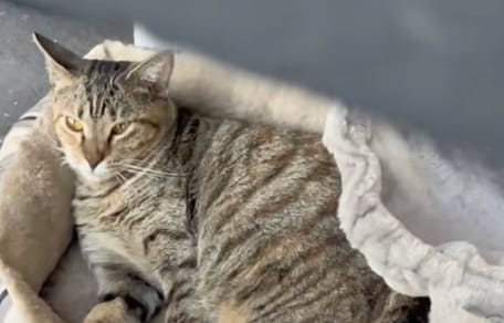 Rosie la maman chat