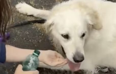 Rotterdammer Ramon redt hond uit hete auto bij pretpark in Duitsland