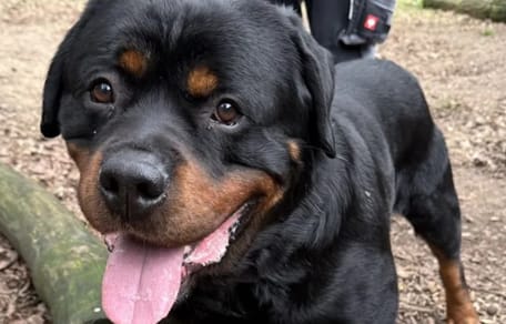 Rottweiler Armos