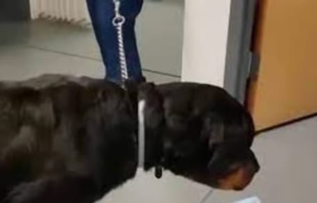 Rottweiler beim Tierarzt