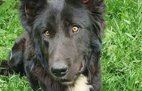 rover-perro-adopcion-huelva