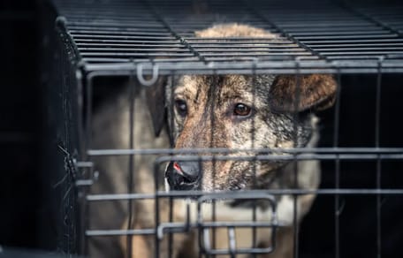 Rumänischer Straßenhund im Käfig