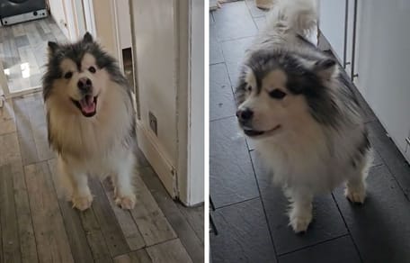 Rupert, an Alaskan Malamute dog