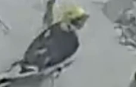 Russel l'oiseau