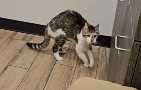 Elle dévoile l'âge de son chat chez le vétérinaire : le spécialiste refuse d'y croire (vidéo)