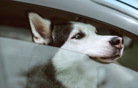 Sachsen: Husky bei Hitze im Auto gelassen