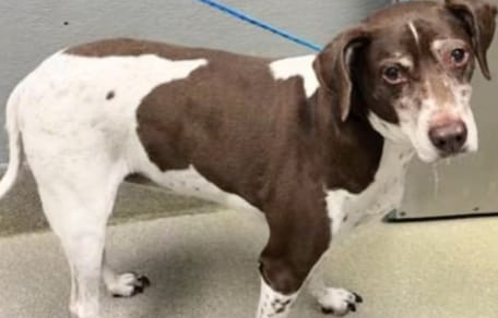 Cagnolina bianca e marrone