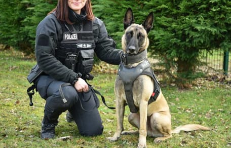 Sächsischer Polizeihund