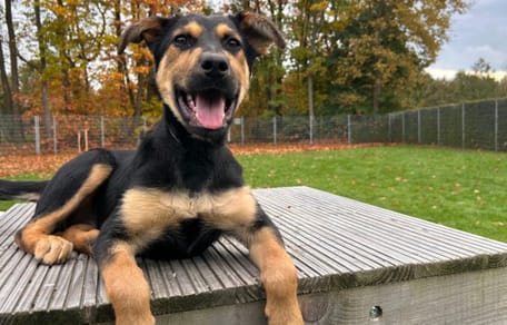 Sala is op zoek naar een nieuw thuis. Adopteer jij haar?