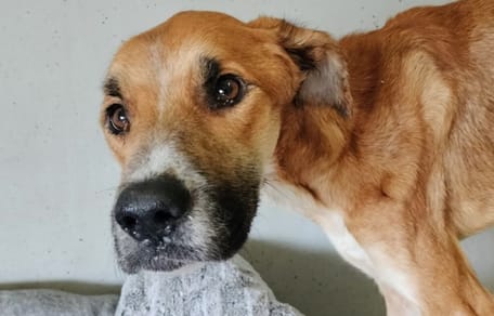 Sally, la chienne maltraitée