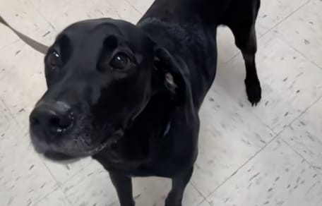 Sam el perro devuelto al refugio