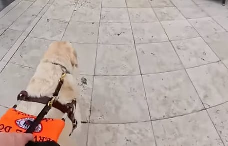 Sampson chien d'aveugle