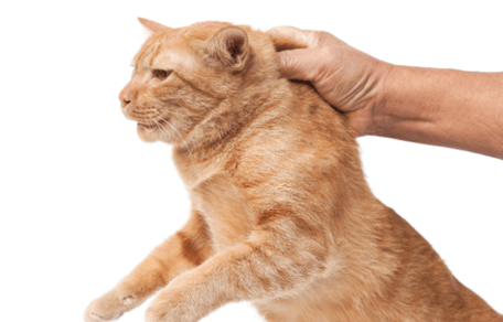 Chat tenu par la peau du cou