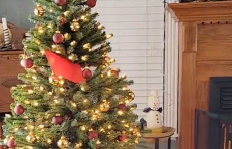 Su golden retriever odia la sesión de fotos