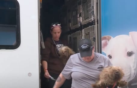 Dog rescue operation