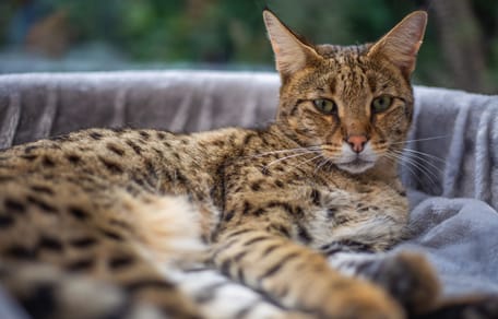 Savannah-Katze