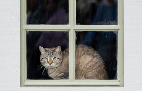 scandinavische kattennamen