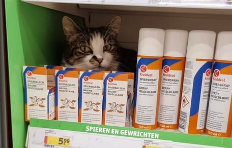 Scar, de kat in Maastricht die overal binnenkomt