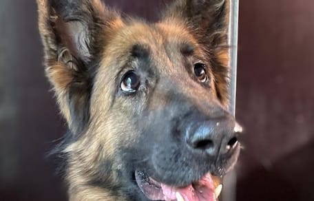 Owczarek niemiecki Luna