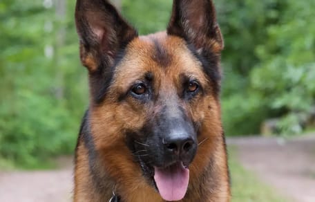 Schäferhündin Mina