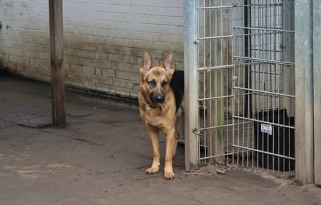 Schäferhund in einem Zwinger