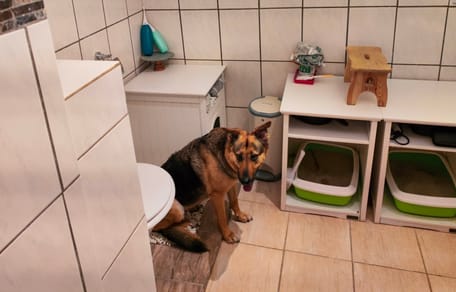 Schäferhund sitzt verängstigt im Badezimmer