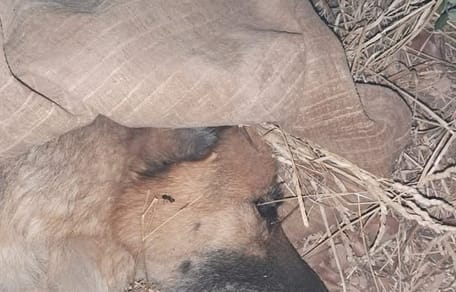 Schäferhund vergiftet wegen Stierkampf-Absage