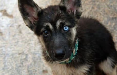 Schäferhund-Welpe im Profil