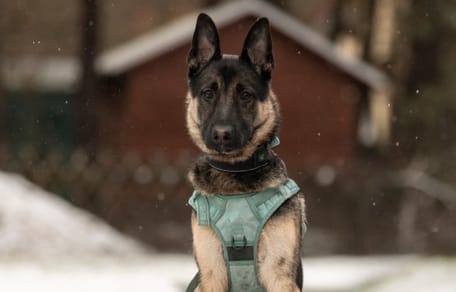 Schäferhund-Youngster Tucca