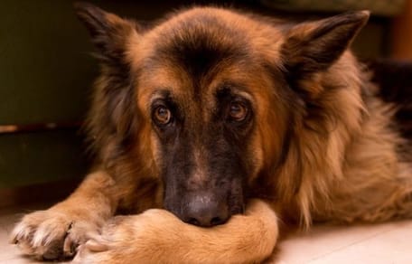 Duitse herderpup