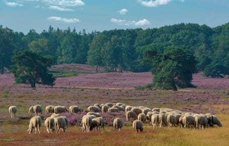 Schapen in Epe worden beschermd door speciaal Italiaans hondenras