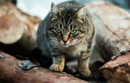 Schiermonnikoog gaat zwerfkatten vangen met drones en warmtecamera's
