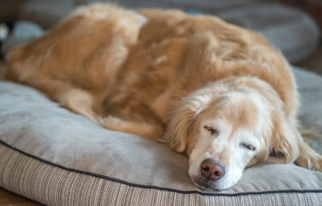 Golden Retriever âgé endormi