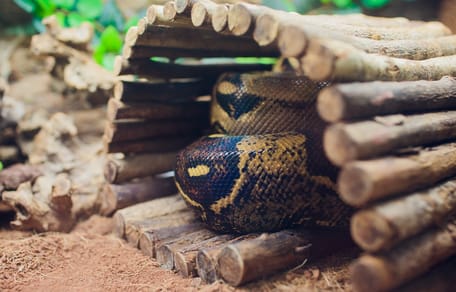 Schlange im Terrarium