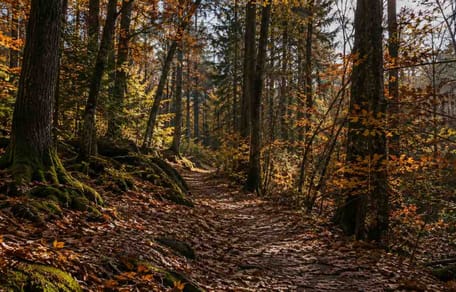 Schlimme Entdeckung in Kölner Wald