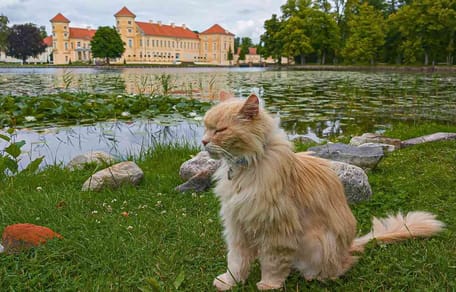 Schloss-Kater Sheldon ist verschwunden