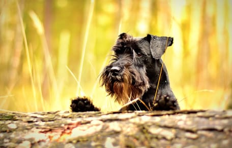 Schnauzer