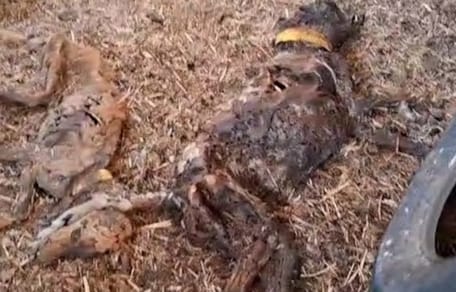 Schokkende vonst in Spanje op boerderij met meer dan 30 dode honden